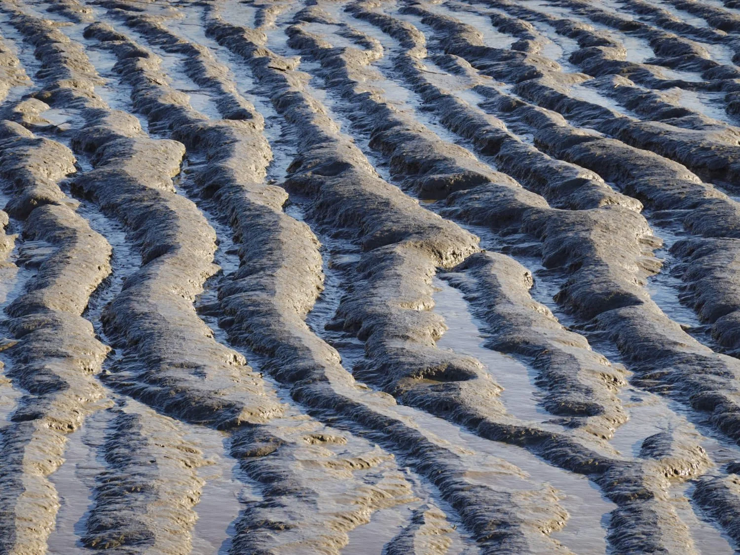 Ripples in the estuary mud