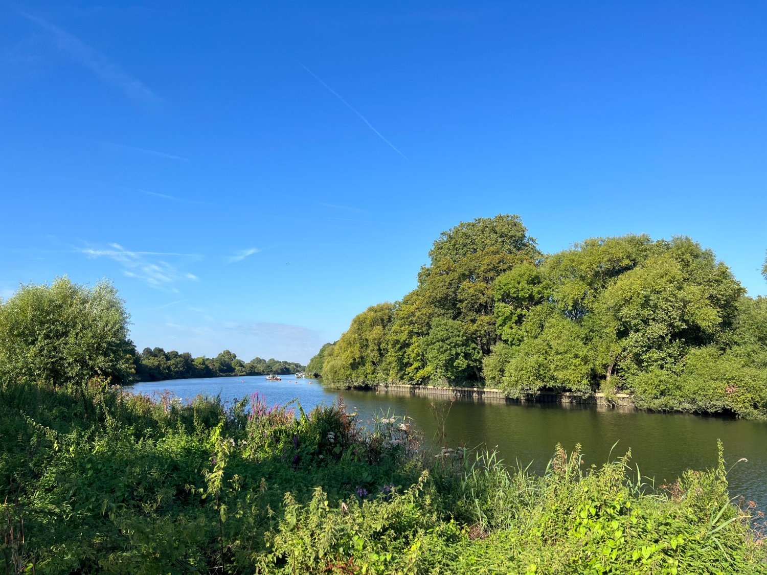 The river Thames near Ham