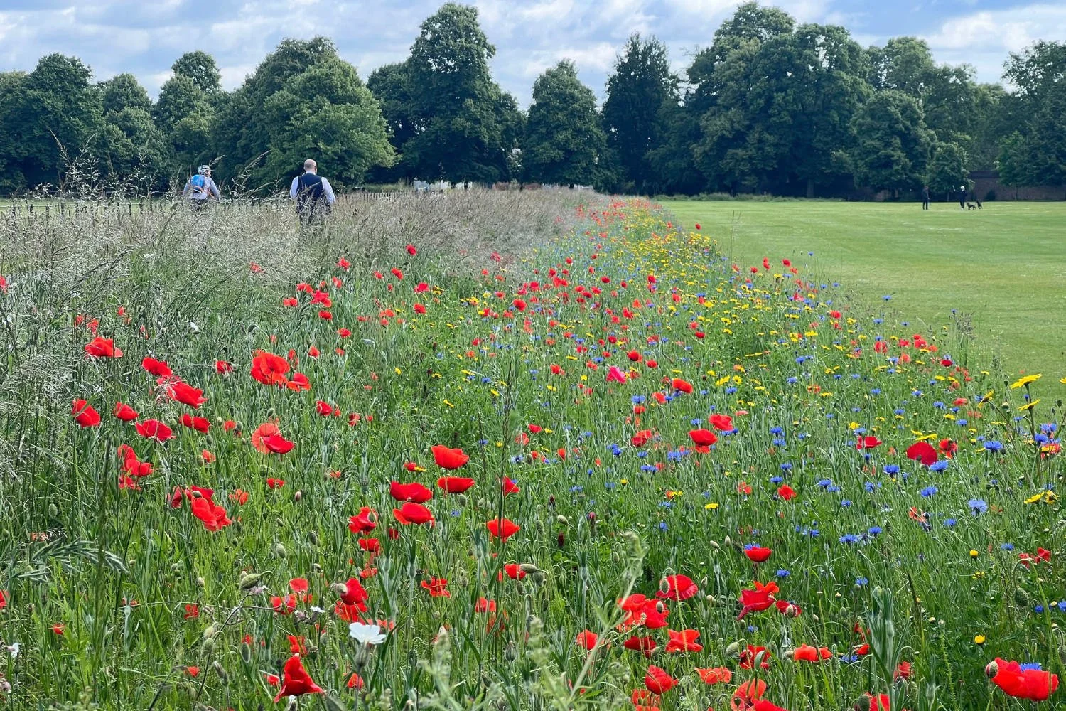 Wildflower meadow, Syon House