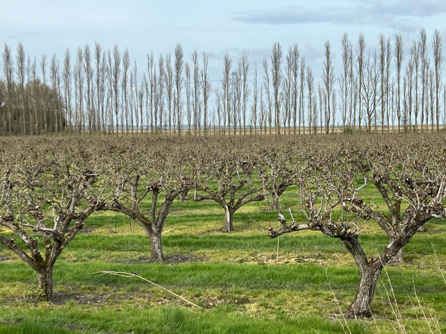 Kentish Orchards.jpg