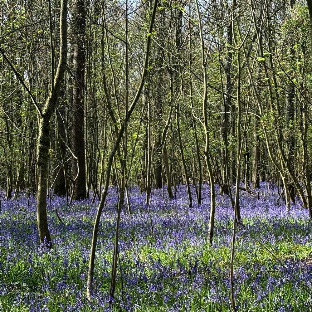 51km A Champing Gravel Ride