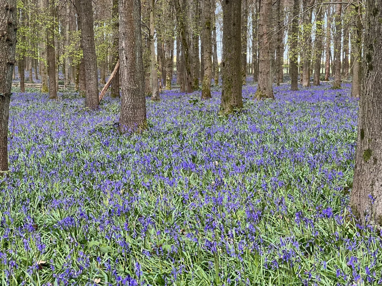 Bluebells on the Ashridge Estate