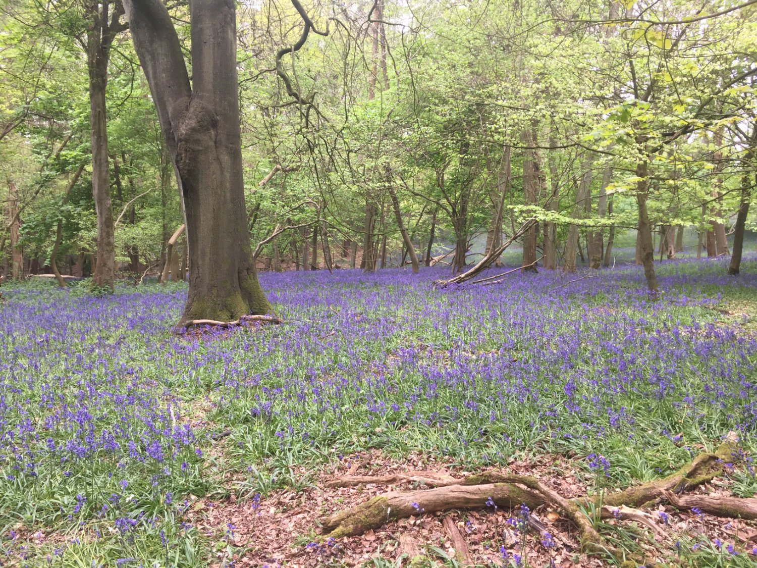 Chiltern Bluebells