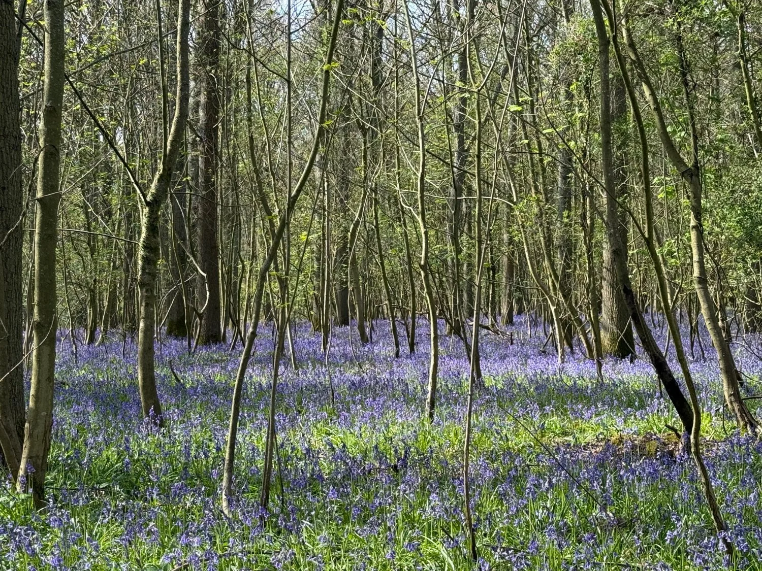Bluebell woods above Whipsnade