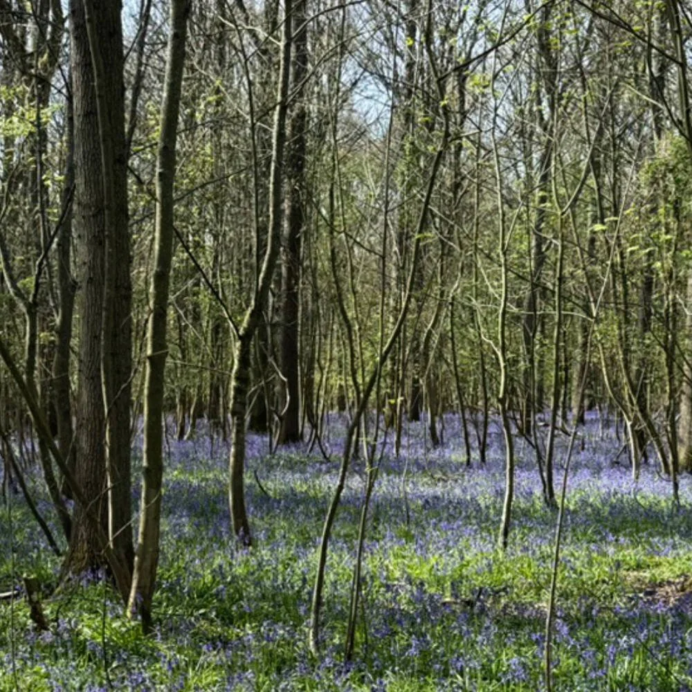 71km - Chiltern Gravel -Ashridge