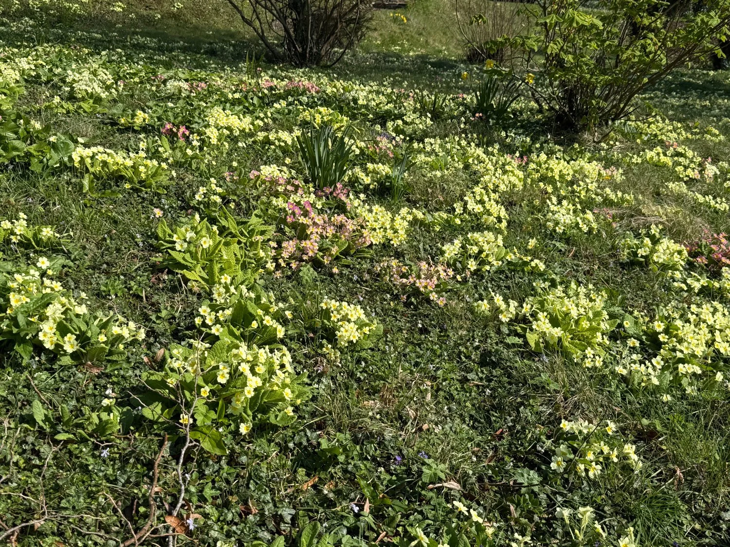 Primroses on the Pilgrim's Way