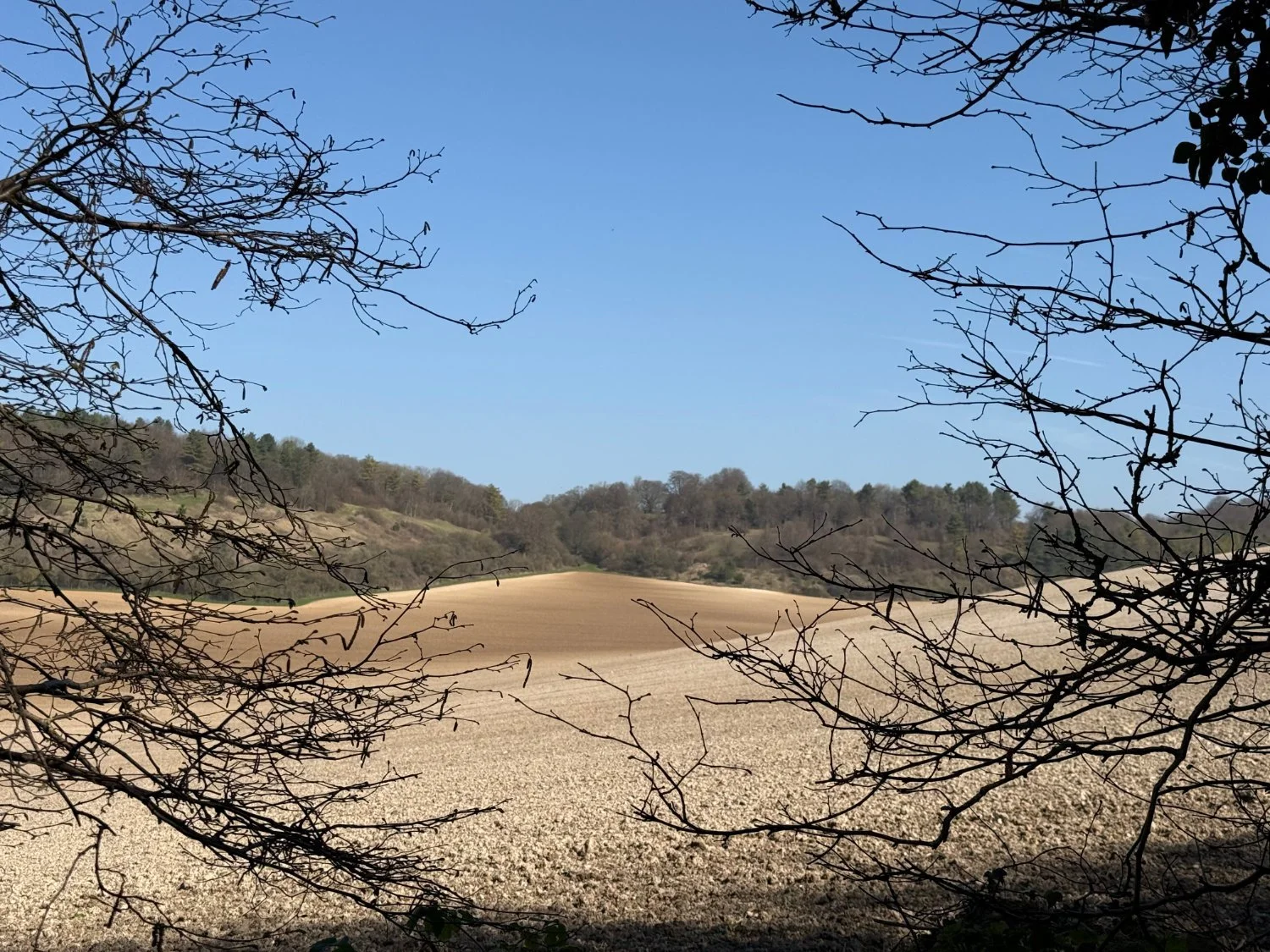 North Downs near Harrietsham