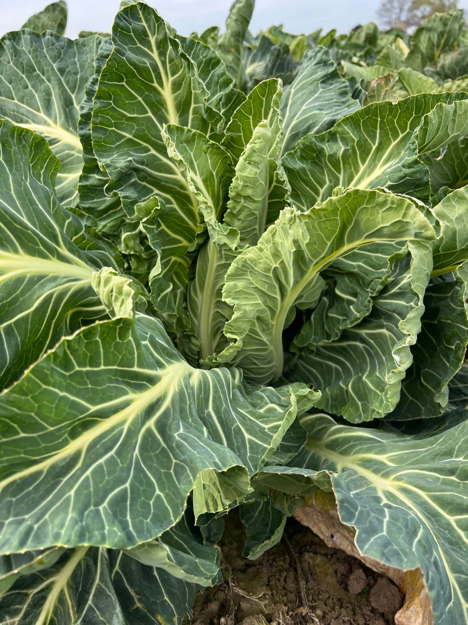 Cauliflowers at Fosdyke
