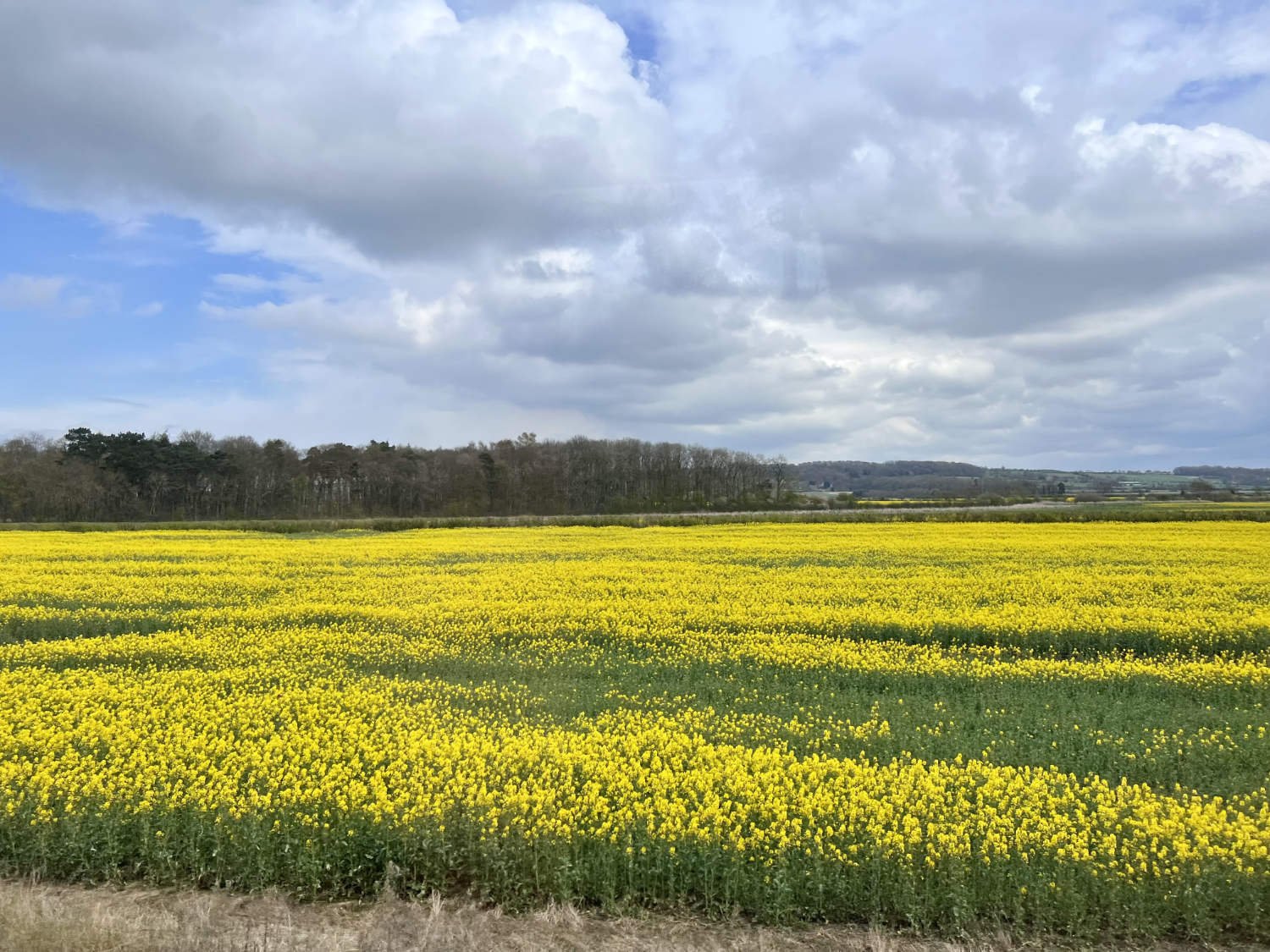 The Wolds in flower