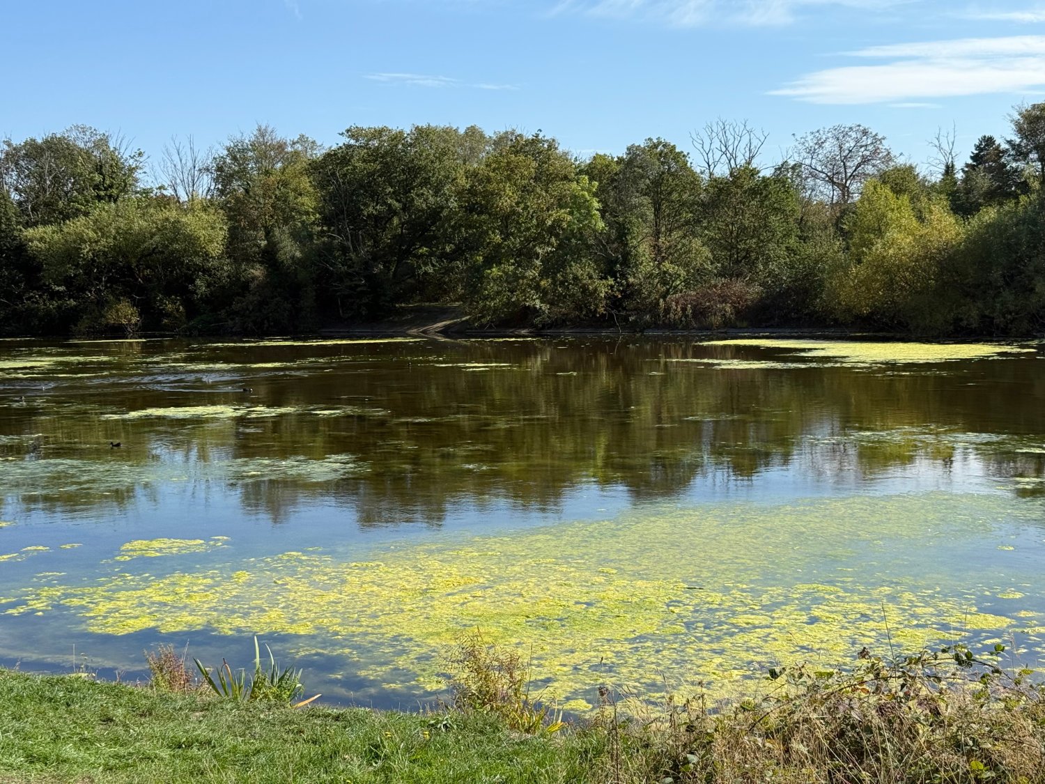 The pond at Wanstead
