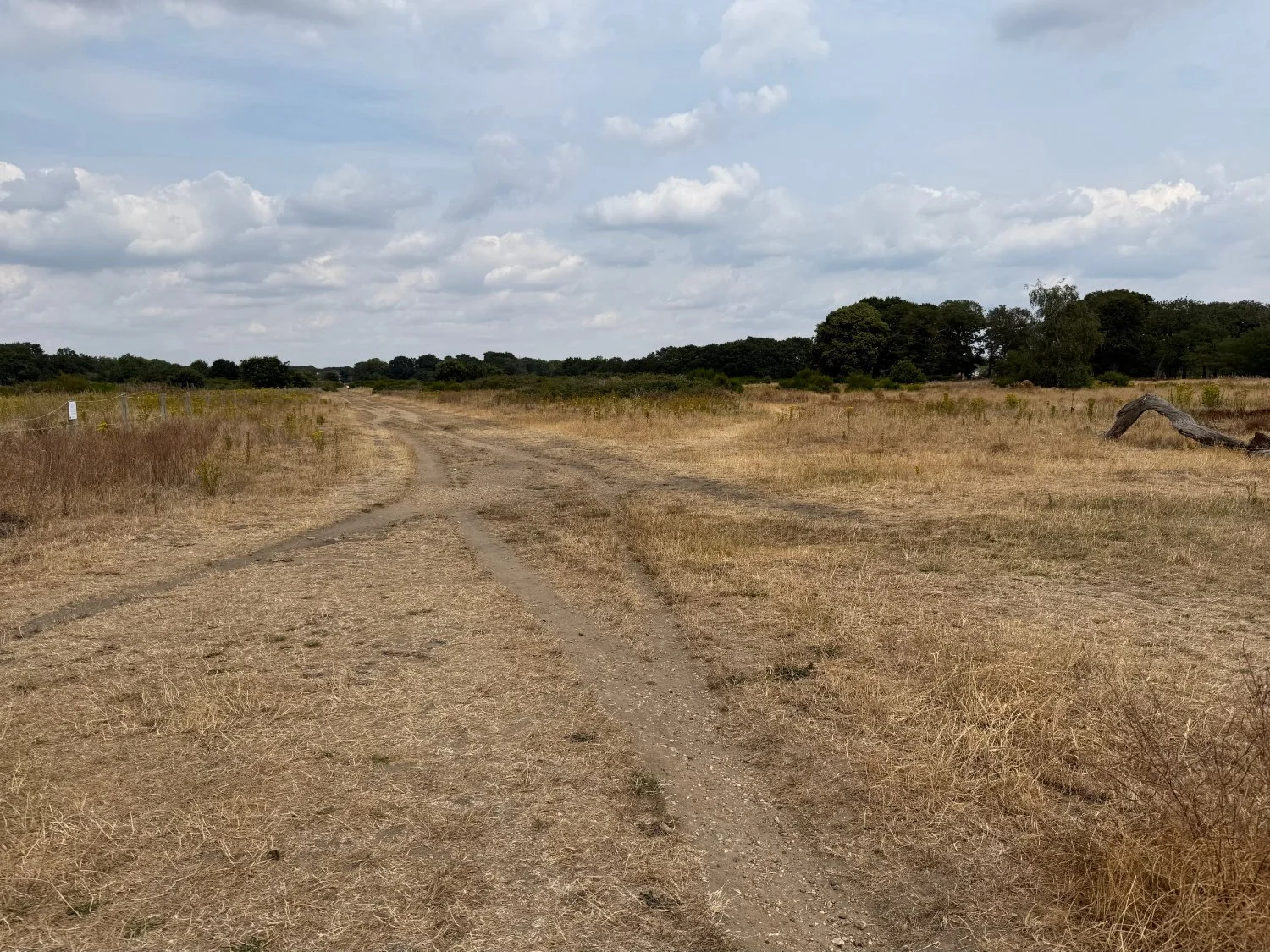 Drought and gravel paths on Wanstead Flats
