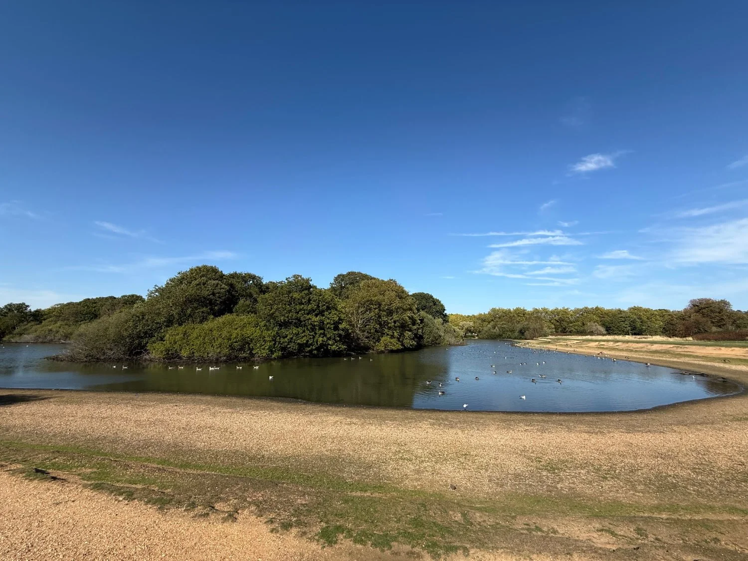 Wanstead Flats - the pond affected by drought