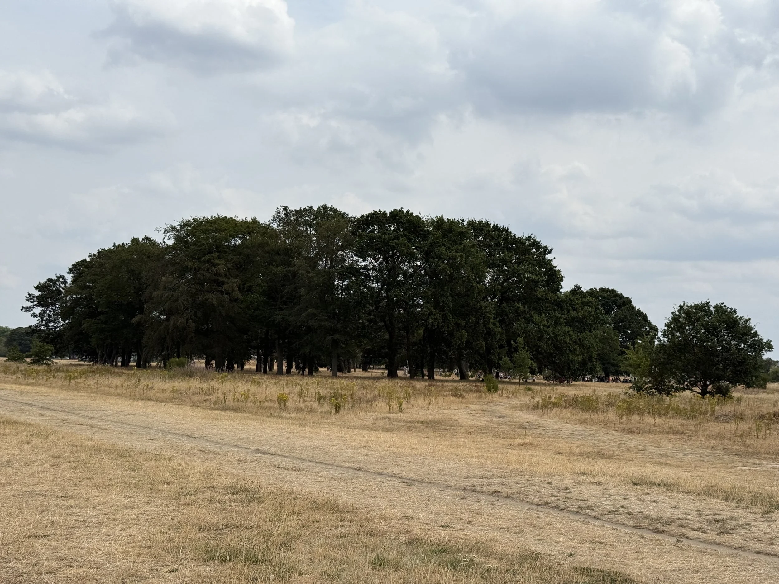 A stand of oak trees on Wanstead Flats