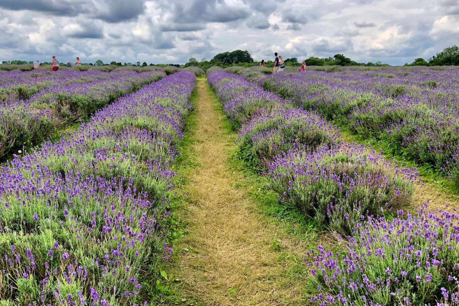Banstead and Carshalton were the world's centre for Lavender production. Mayfield Lavender continue that tradition.