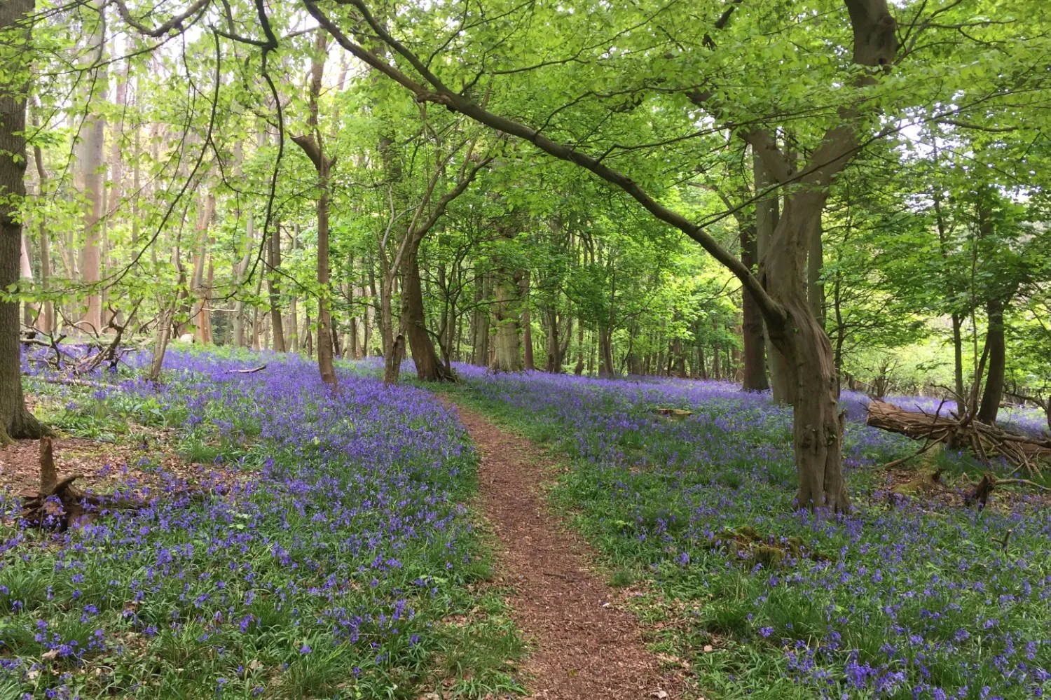 Carpets of bluebells throughout the whole of the Ashridge Estate