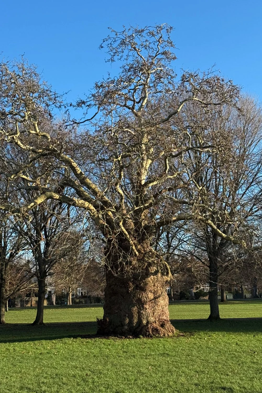 Ravenscourt Park is full of unusual trees including the Boabab Plane tree