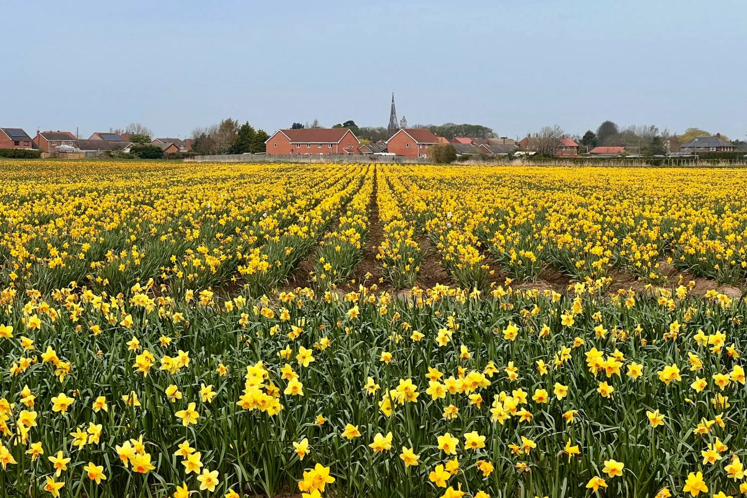 Little Holland in the Fens is a blaze of sping bulb colour