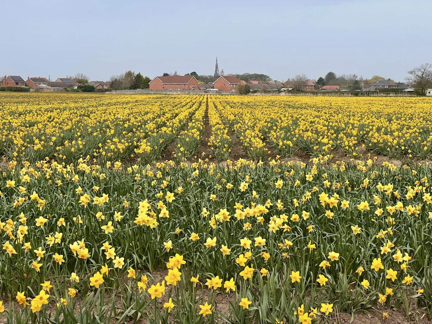 Spalding in Little Holland is the centre of the UK's bulb production