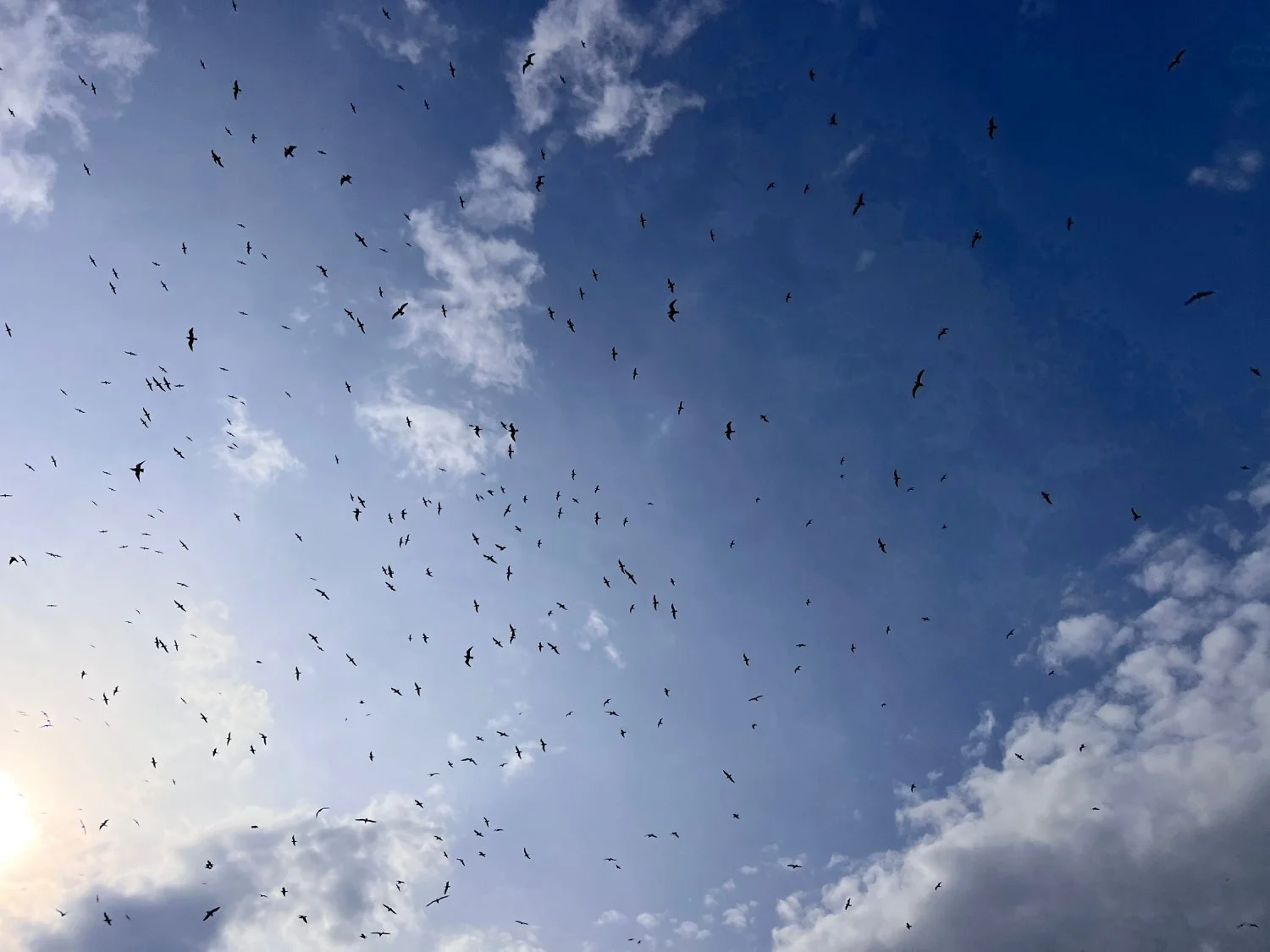 Gulls and rubbish recycling centre seem to go together