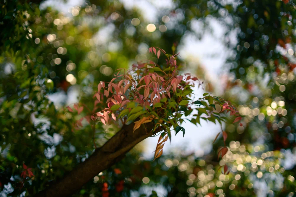 f14-bokeh.jpg