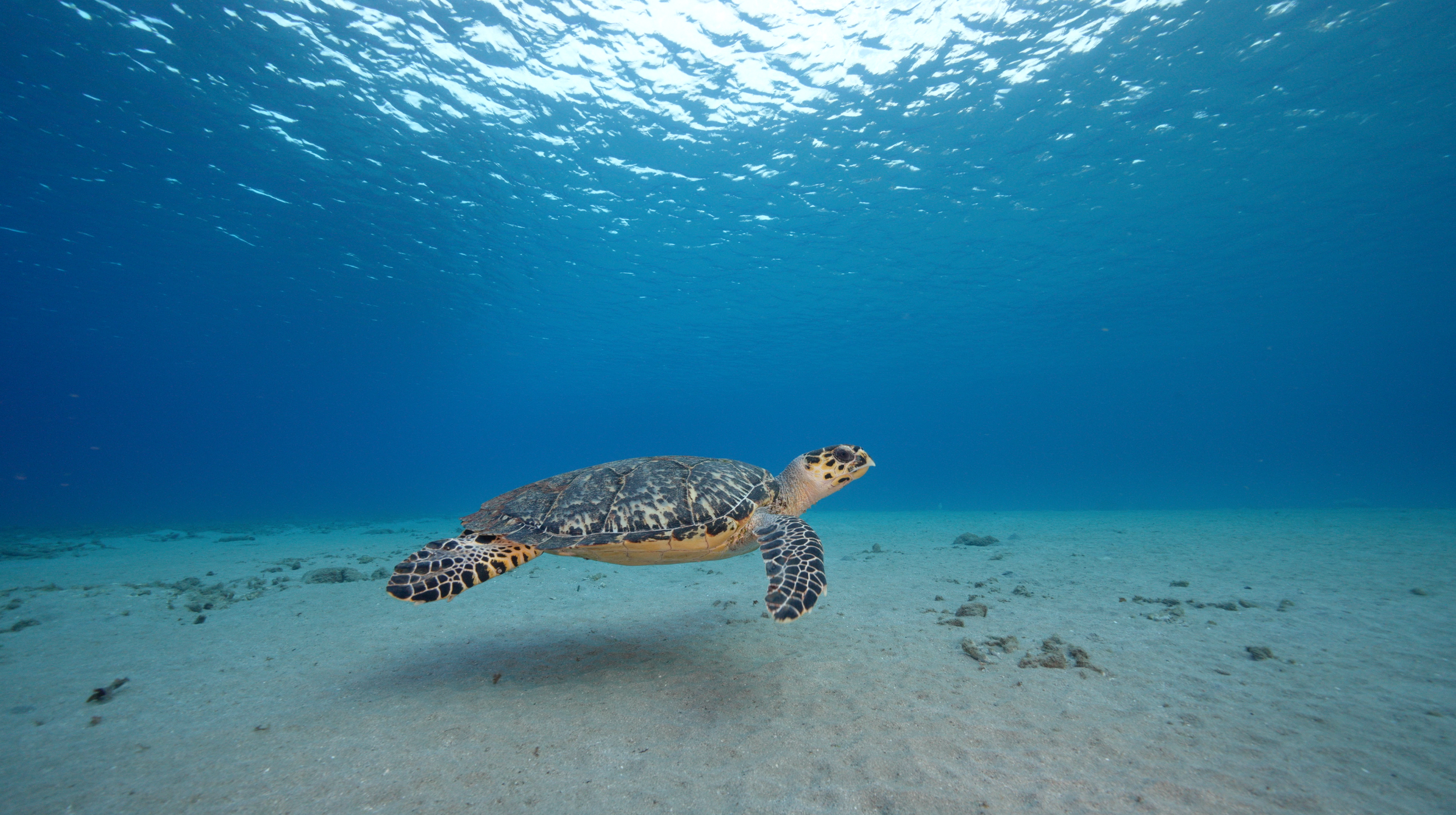 JT Homepage Turtle.png