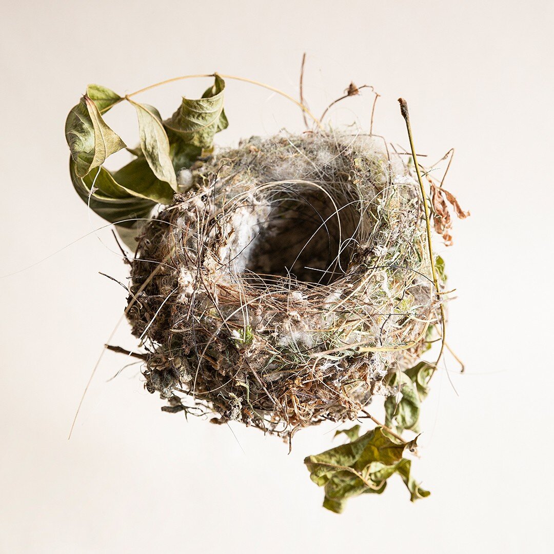 Goldfinch nest, found in Wisteria. 

What a little cup of wonder. Built with moss, wool, lichen, leaves, horse hair and thin pliable leaf stems and twigs, along with a large measure of skill on the part of the birds. 

I have often wondered how a nes