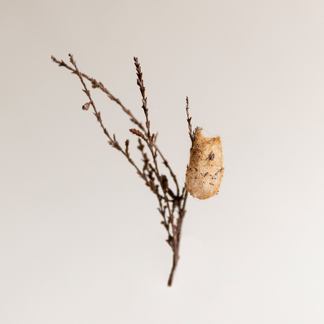 Moth cocoon on a sprig of heather, found in the Cairngorms. 

Another woven wonder. I'm pretty certain this is from an Emperor Moth, Saturnia pavonia. They're quite common on the heather and moorland habitats where we were staying in Scotland at the 