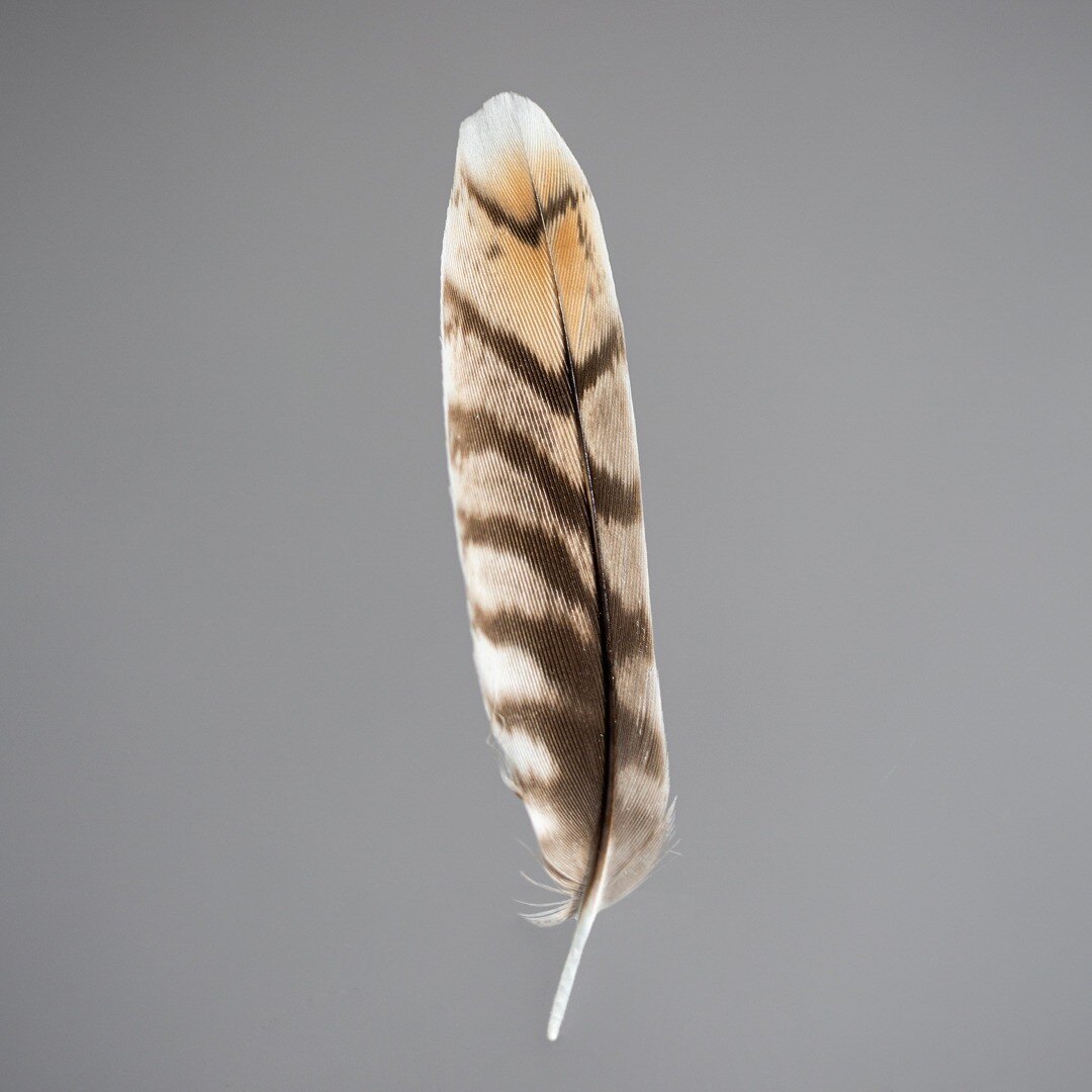 Tail feather of a Snipe (Gallinago gallinago).

The first time I encountered these secretive little waders was in wet marshland in winter on the Pevensey Levels in Sussex. 

Walking through they would suddenly lift, bursting out of the rushes with a 