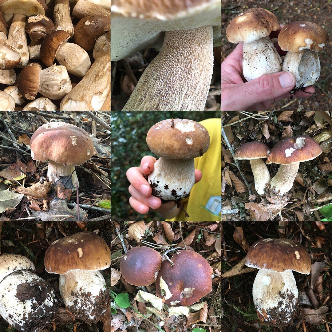 Nope, still not bored of finding these beauties! 

The Penny Buns seem to be winding up slightly now where we are, but Bay Boletes and Oysters are doing a roaring trade.

Swipe right for Nat's drawing after a foraging trip out. Pretty much sums it up