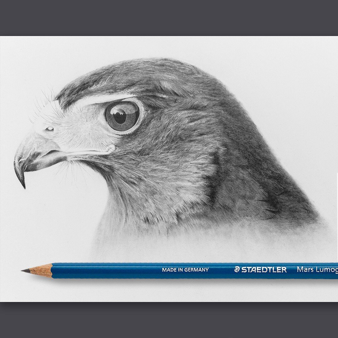 He's done! My first commission is finally fully committed to paper. Created with graphite, using Staedtler Lumograph pencils - in my opinion the finest graphite pencil out there. And I've tried a few!

Client comes in soon to view it. A first for me.