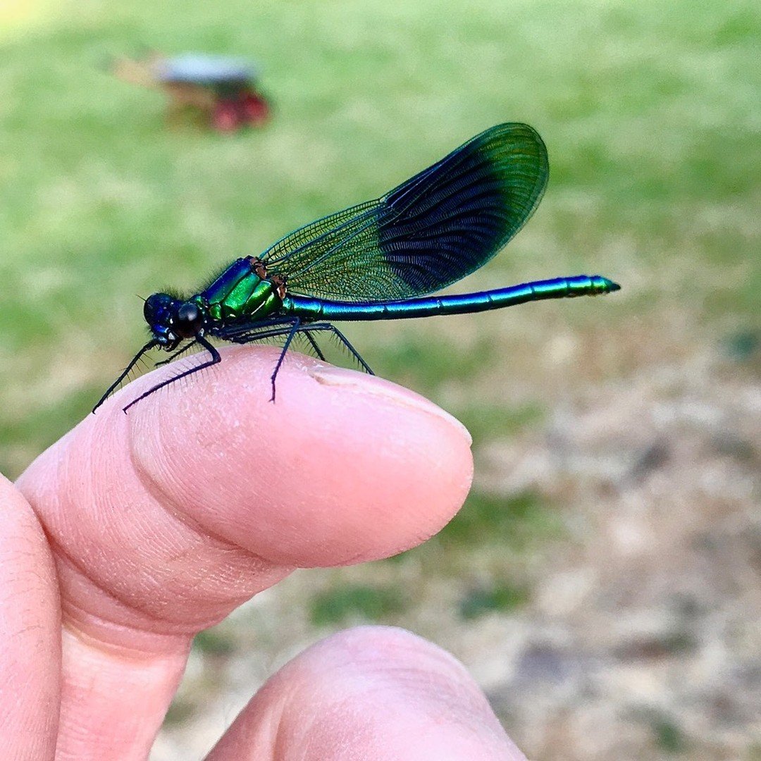 More memories of summer. 

My absolute favourite damselfly, the banded demoiselle, Calopteryx splendens.

There is also the beautiful demoiselle which is a close second for me. Smoothed in a rich lustre of bronze green metal plate it looks stunning, 