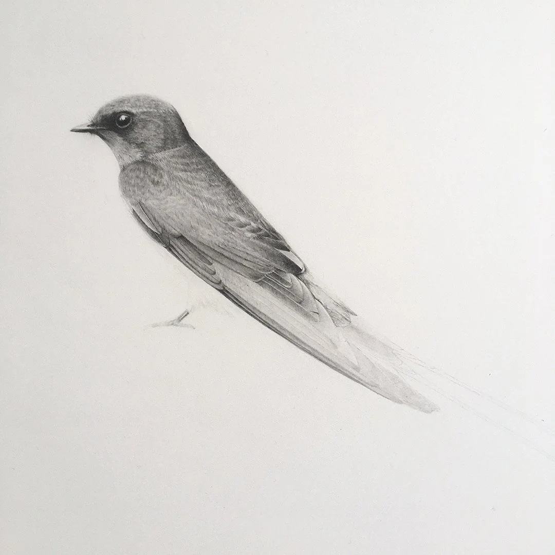 Some work in progress, a Swallow, Hirundo rustica.

I've loved working on this one, seeing it slowly build from the page, studying and learning it's perfect form.

As I type this hundreds and hundreds of House and Sand Martins have been pouring past 