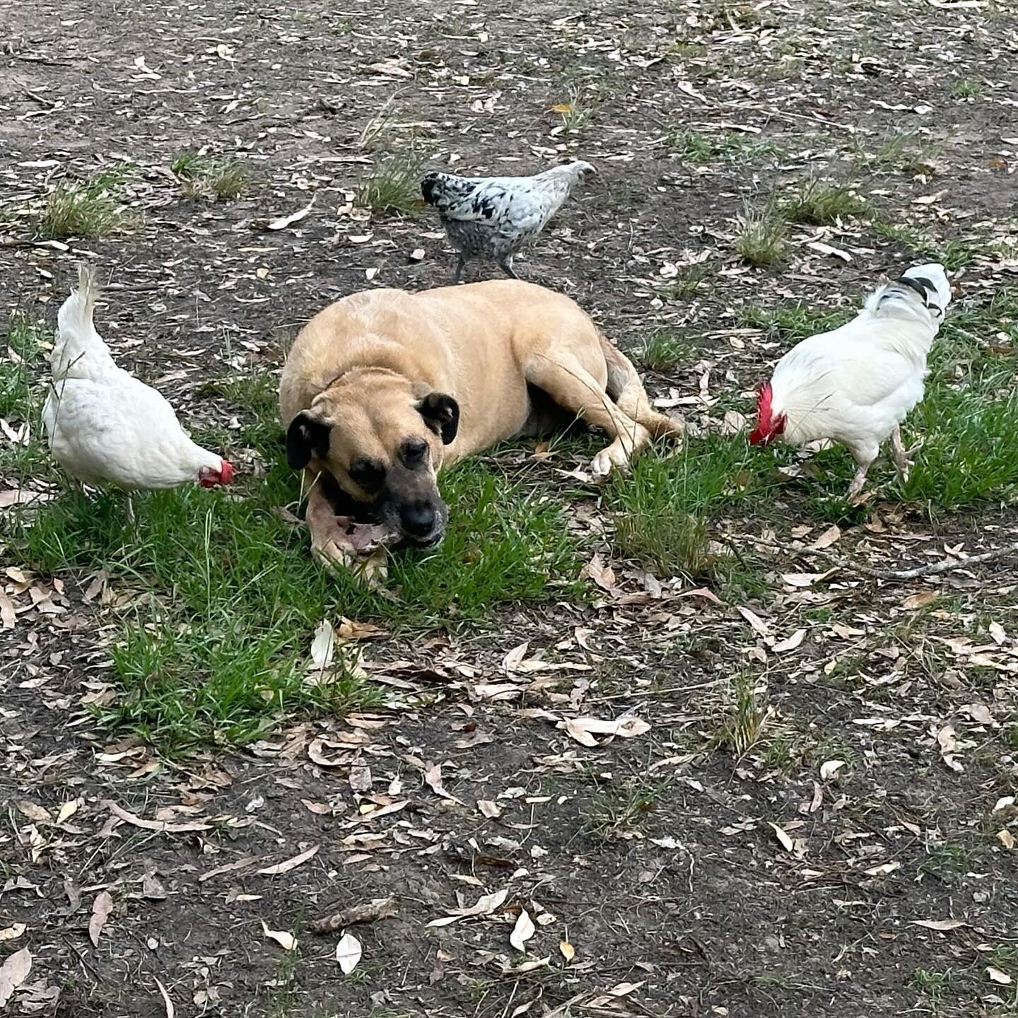 Sharing. Kinda
🐕 🐓 🦴