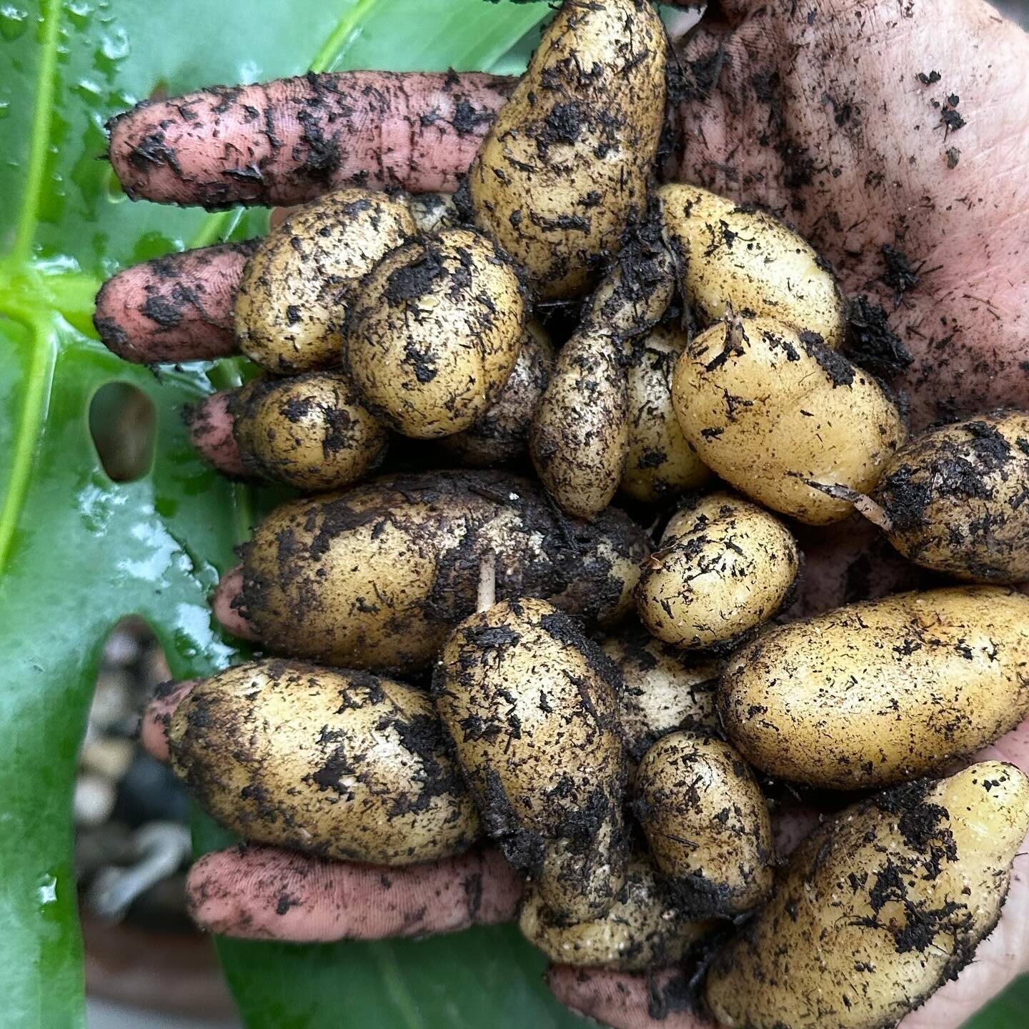 A little harvest of potatoes for a little tribe of potato lovers 
🥔 🌱