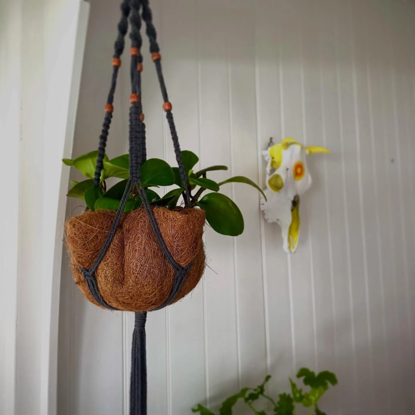 I have such creative friends! 
A handmade macrame pot hanger and plant. This &lsquo;happy new home&rsquo; gift from my friend and colleague, Georgia, is now hanging beautifully in my new living room. 
🌱 💕