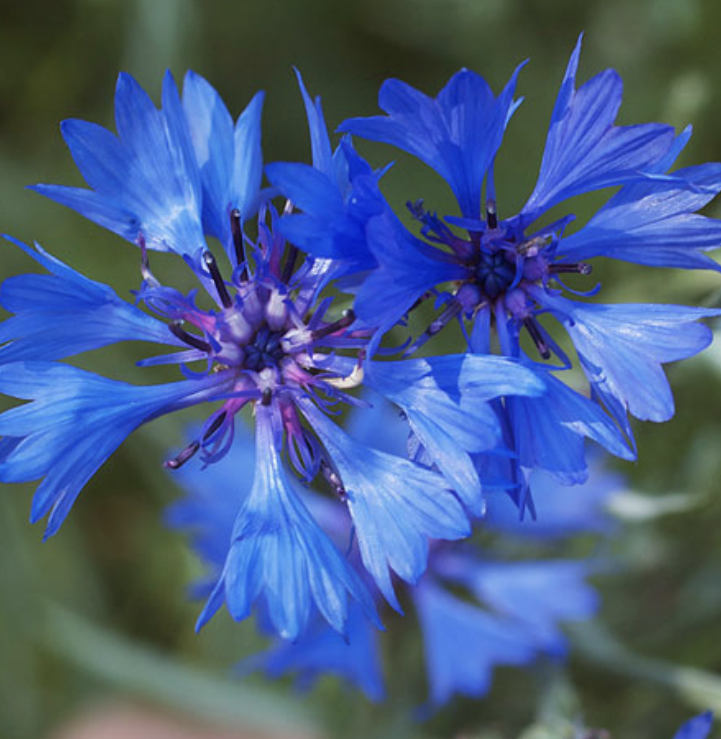 Cornflower - Emperor William