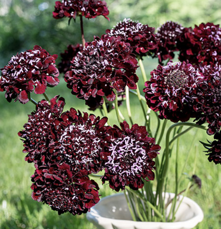 Scabious - Black Knight