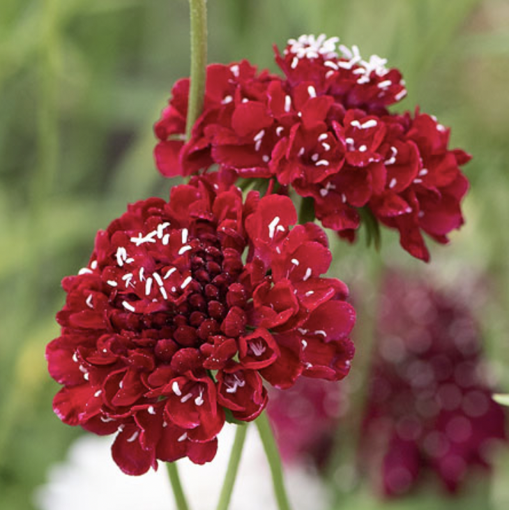 Scabious - Fire King