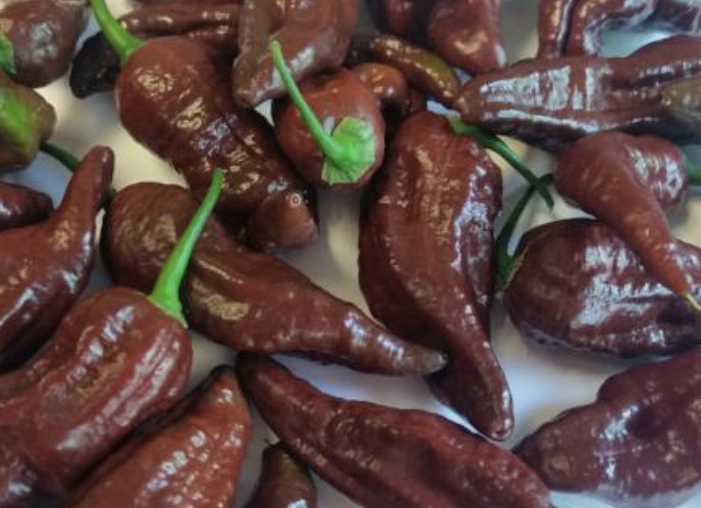 Pepper - Ghost Chocolate