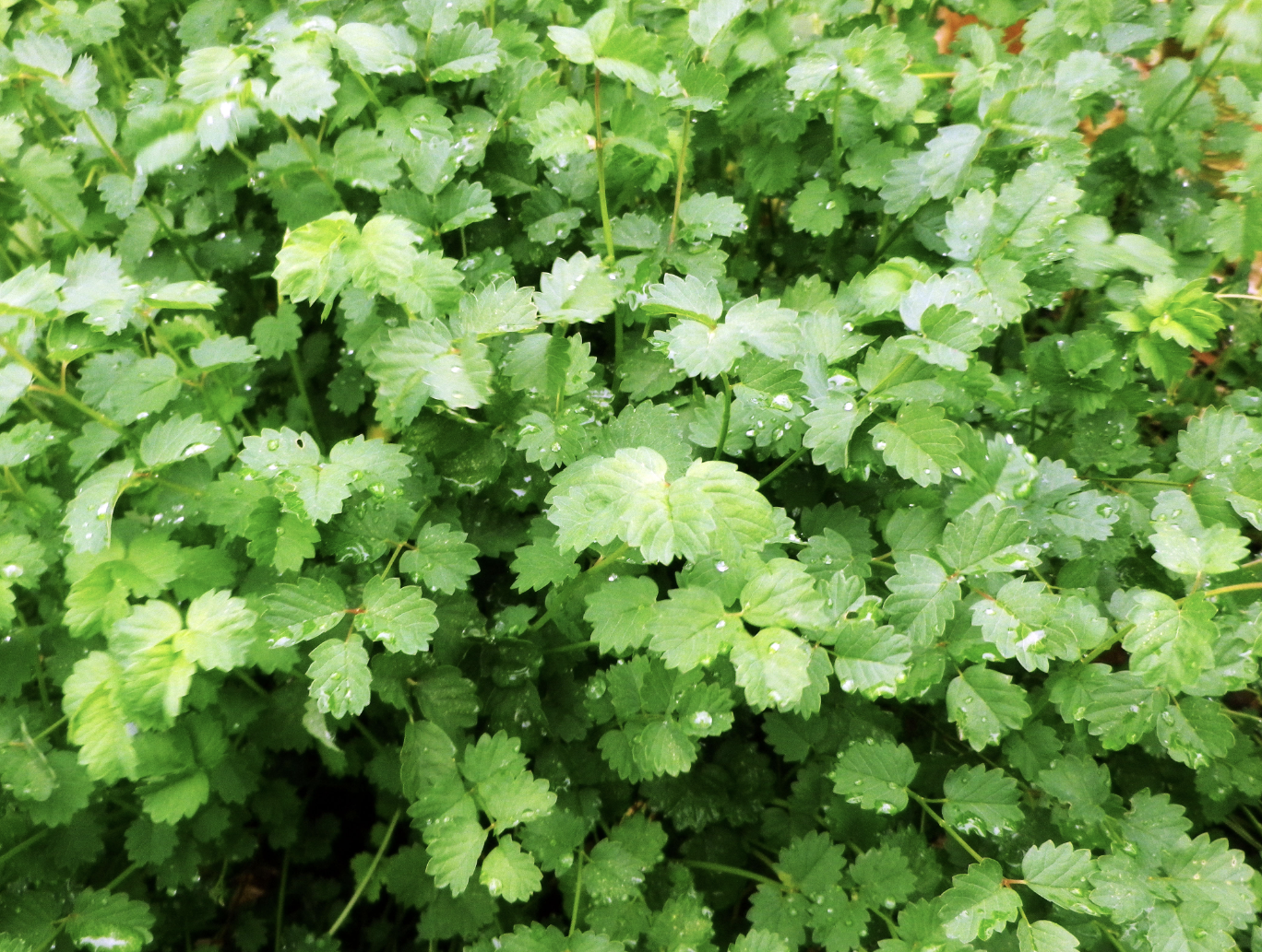 Salad Burnet