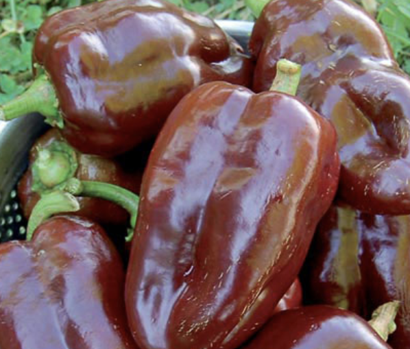 Pepper - Sweet chocolate