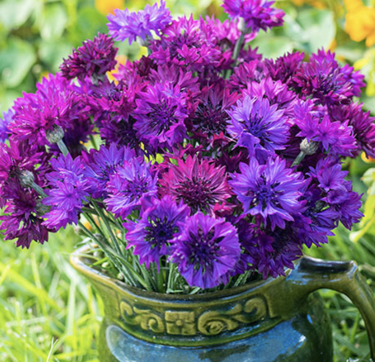 Cornflower - Ultraviolet