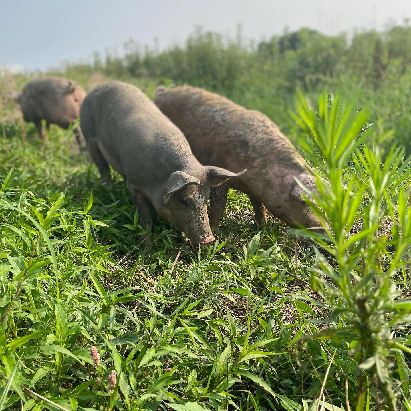No filter, happy pigs on pasture ❤️