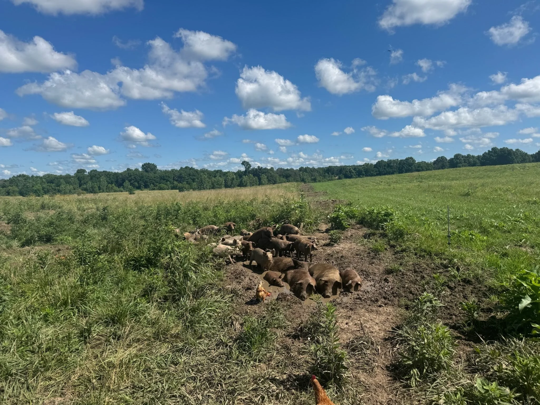 How Our Pigs Are Raised — And Why It Matters!