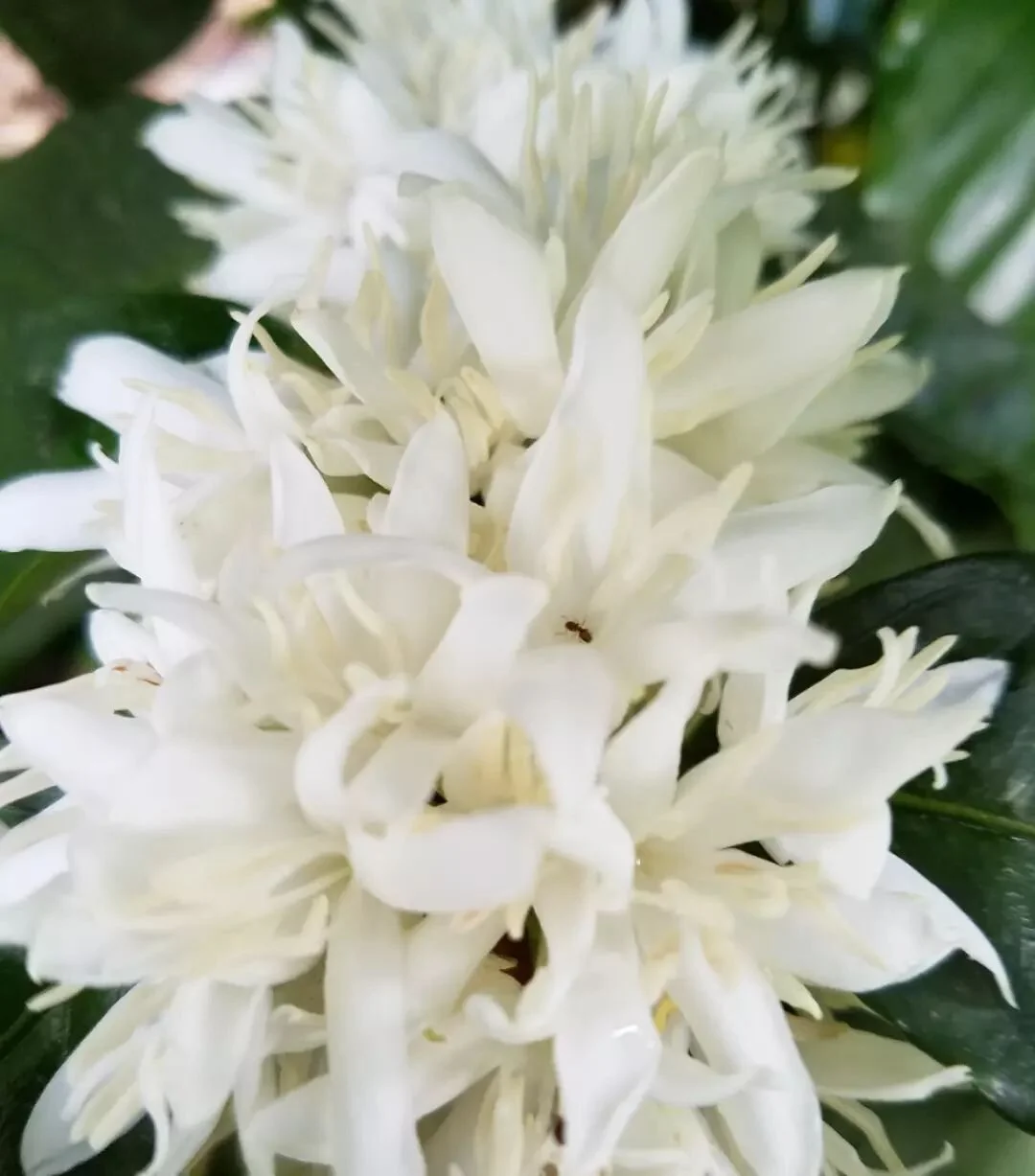 Red Catuai flowering