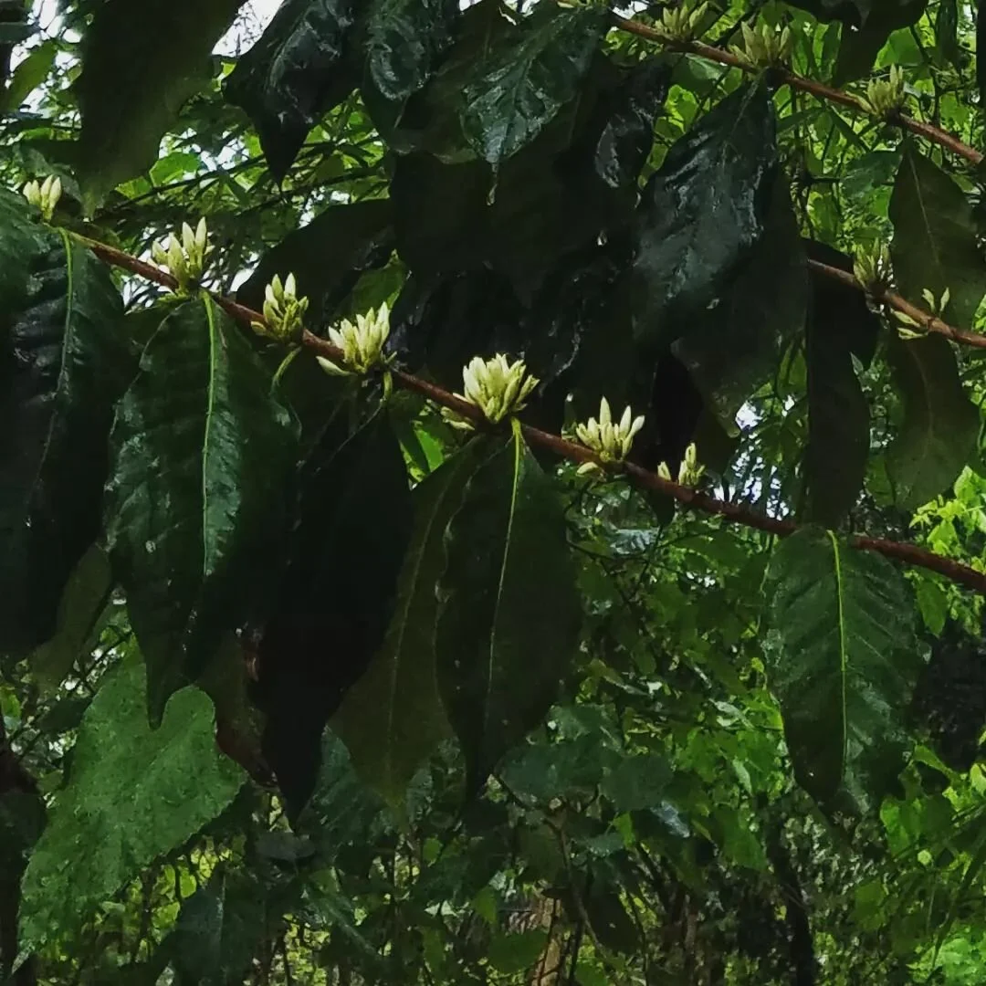 flowering bourbon finca Ta bueno