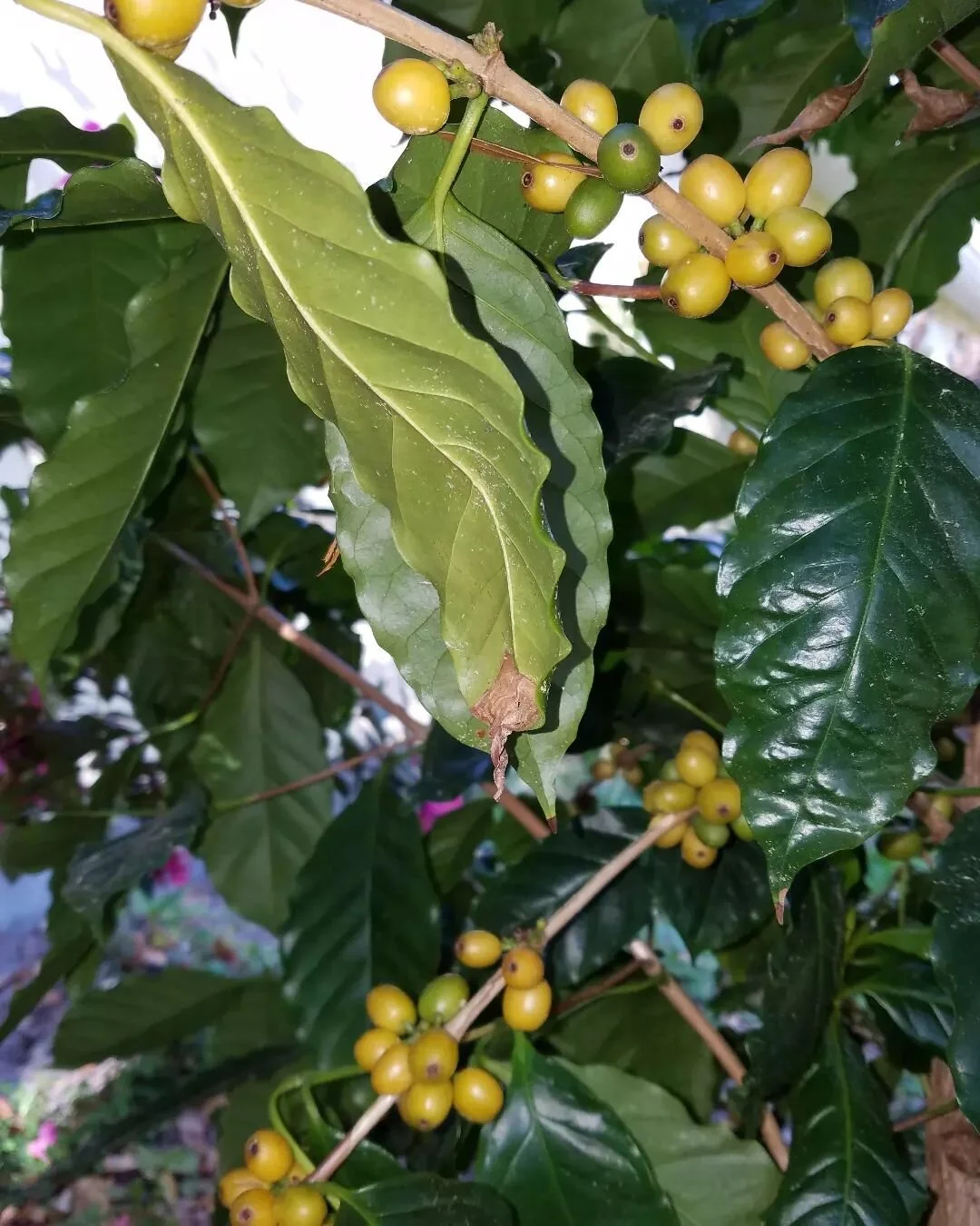 Yellow caturra finca Ta Bueno