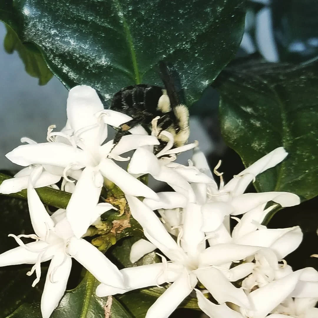 Worker Bee on yellow caturra Finca Ta Bueno