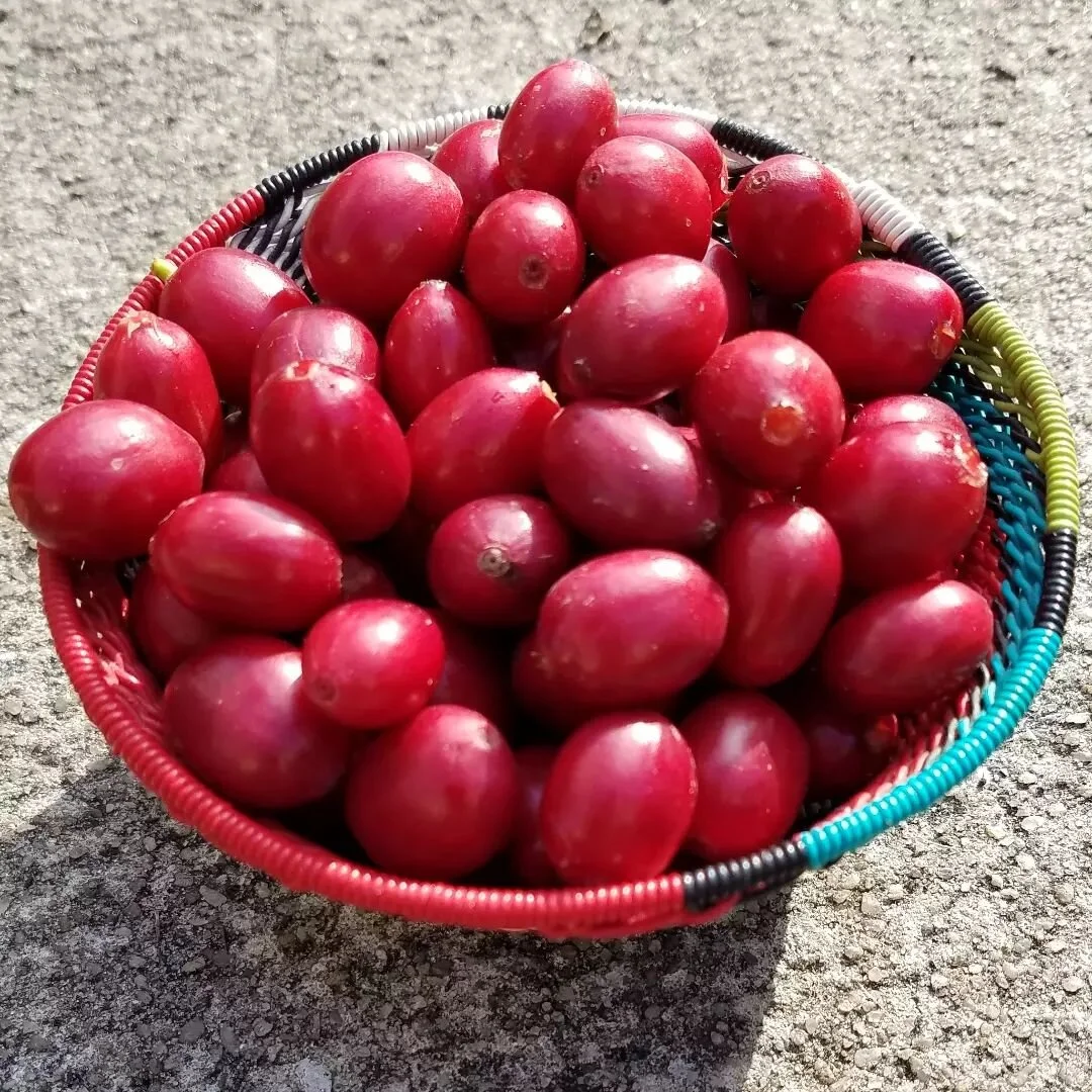 Margiohipe finca Ta Bueno