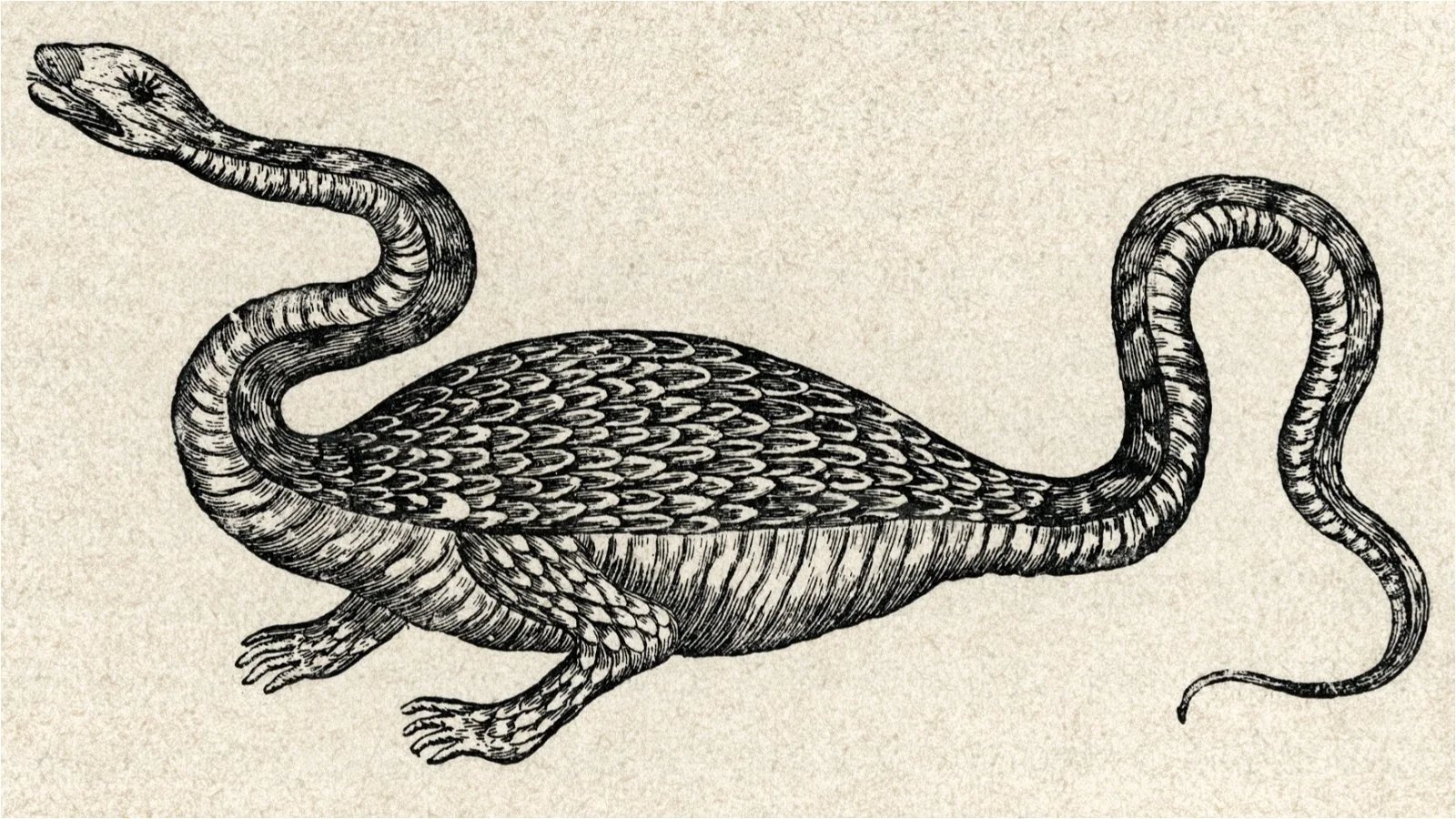 Saoirse O’Hooligan: Leviathan (WIP)